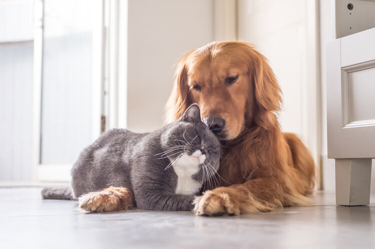 British cat and Golden Retriever sitting together