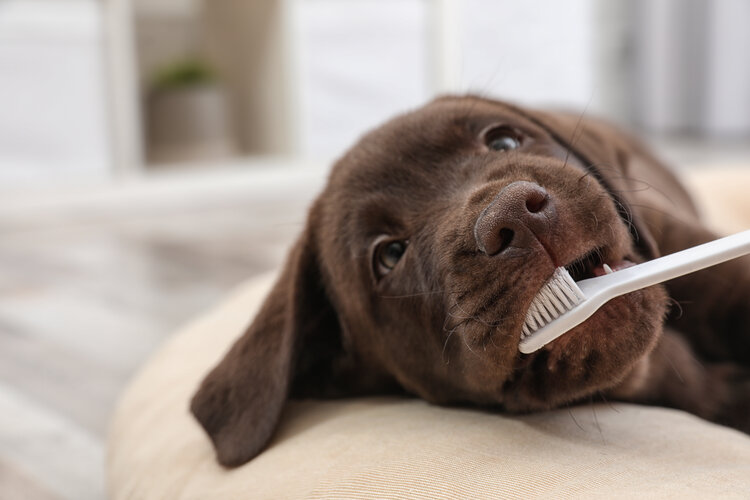 Cute Labrador Retriever with a toothbrush