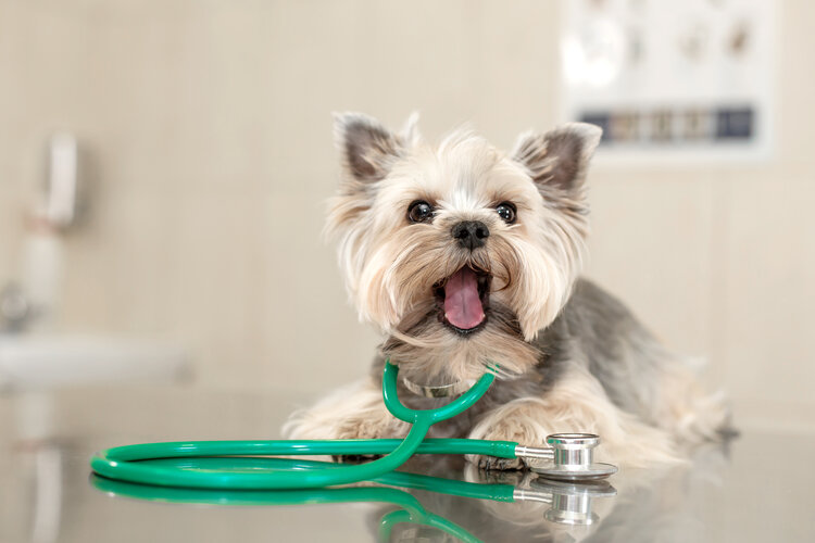 A cute dog breed Yorkshire Terrier is lying on the table with a stethoscope in a veterinary clinic